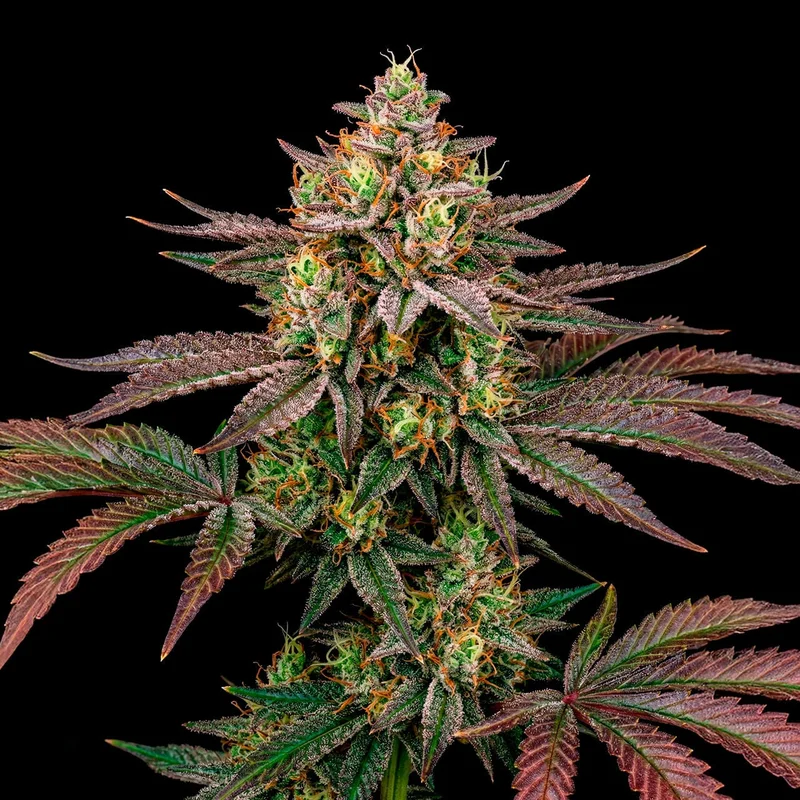 Gelato by Seed Supreme