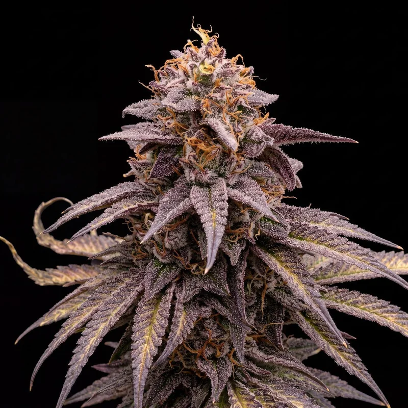 Papaya Cake by Seed Supreme