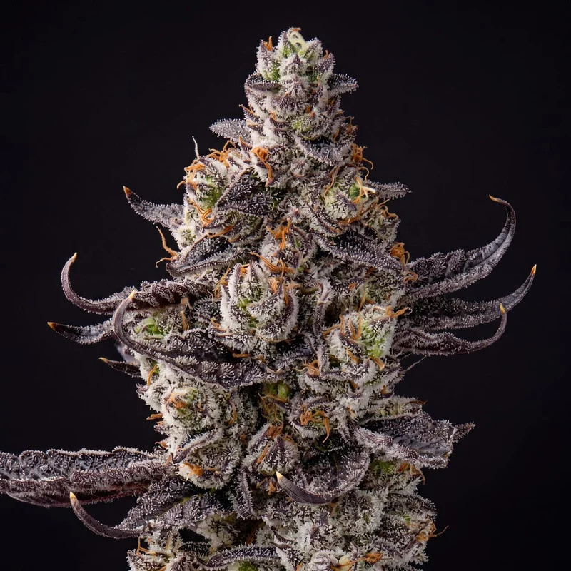 White Truffle Ice Cream by Seed Supreme