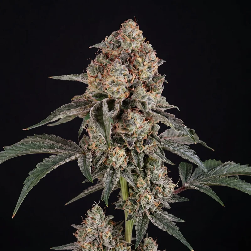 Dosed Chocolate Chips by Seed Supreme