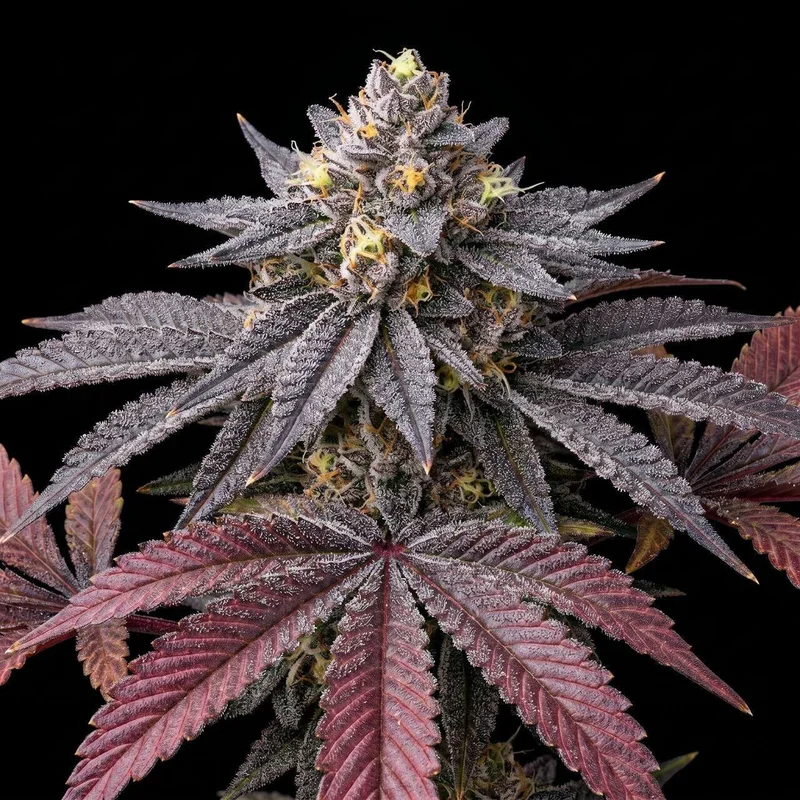 Zkittlez by Seed Supreme