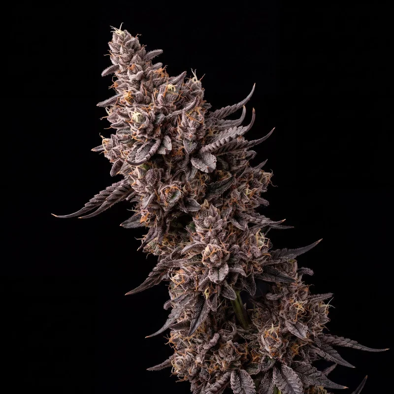 Black Runtz by Seed Supreme