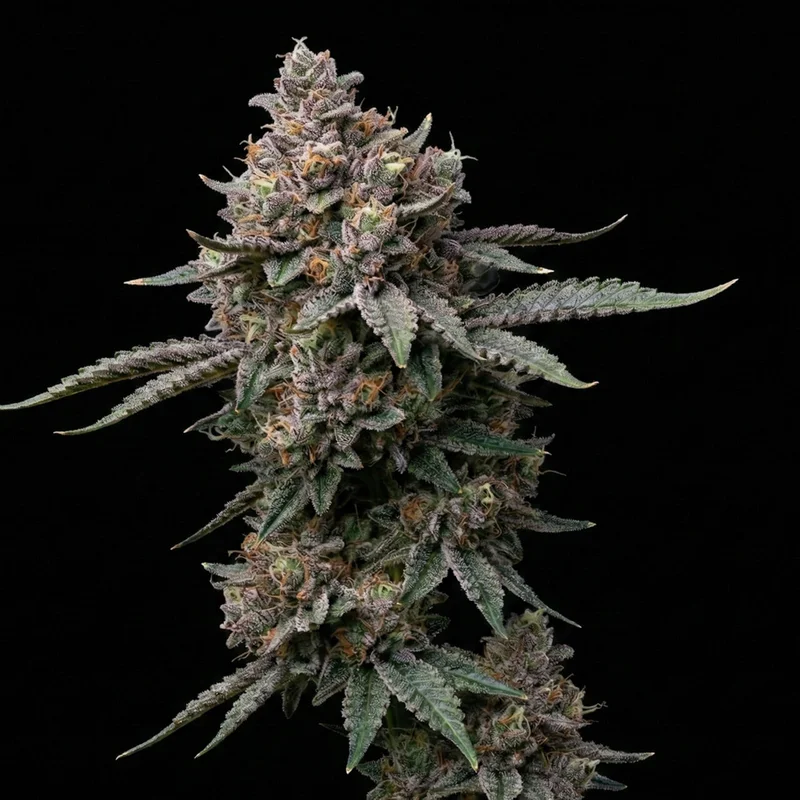 Critical Purple by Seed Supreme