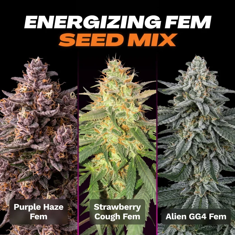 Energizing Seed Mix by Seed Supreme