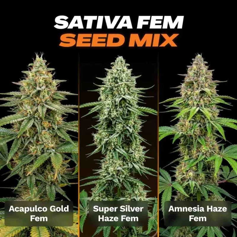 Sativa Seed Mix by Seed Supreme