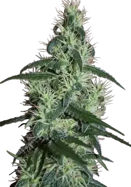 Blizzard van Seedmakers Seeds