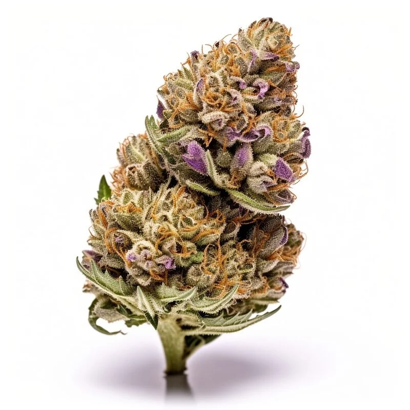 Mimosa Evo van Seeds Genetics Co.