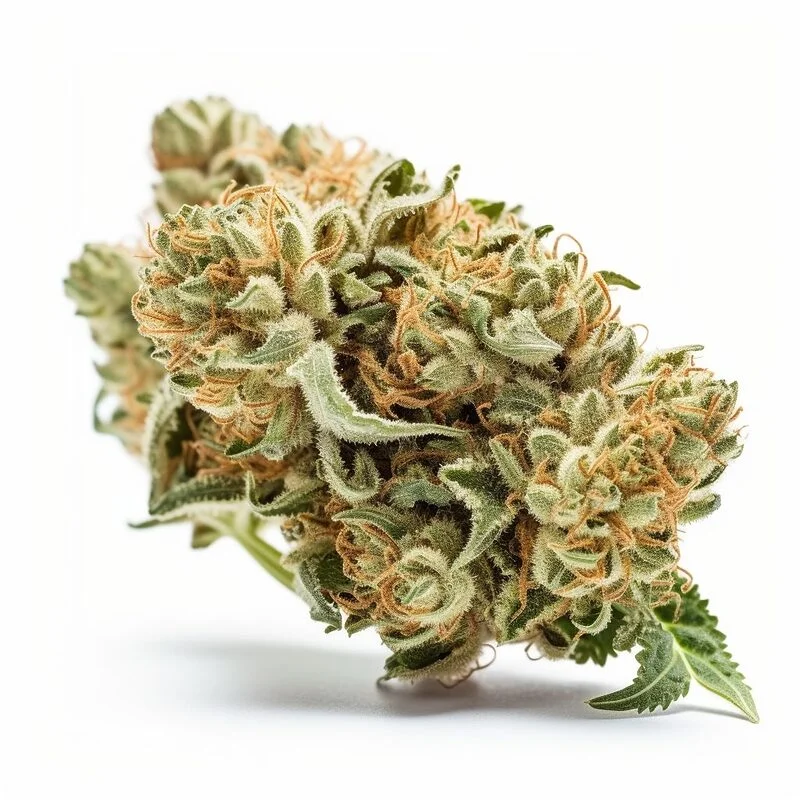 O.G. Kush van Seeds Genetics Co.