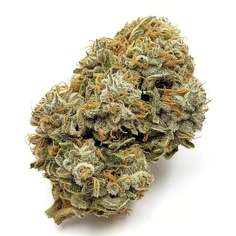GMO van Seeds Genetics Co.