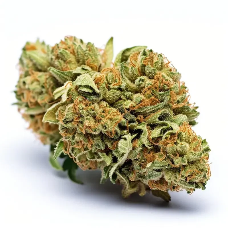 Tangie van Seeds Genetics Co.