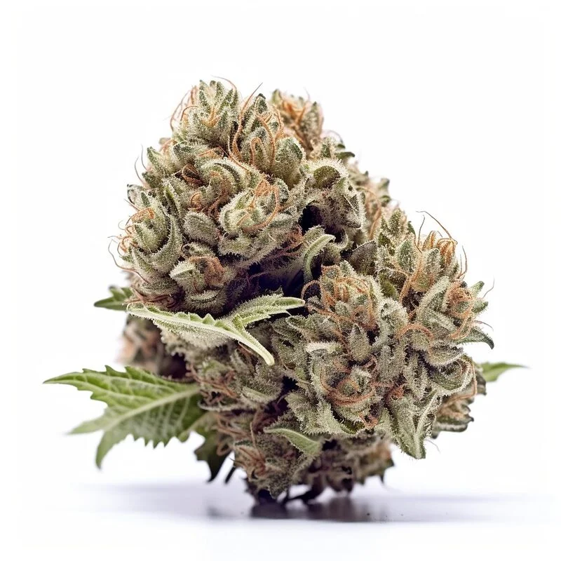 AK 420 van Seeds Genetics Co.