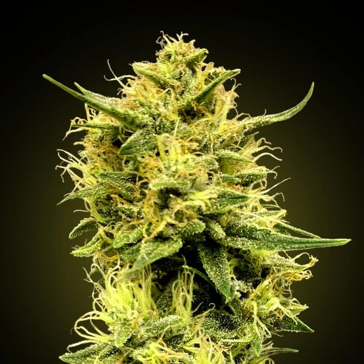 Banana Punch van Seeds Mafia