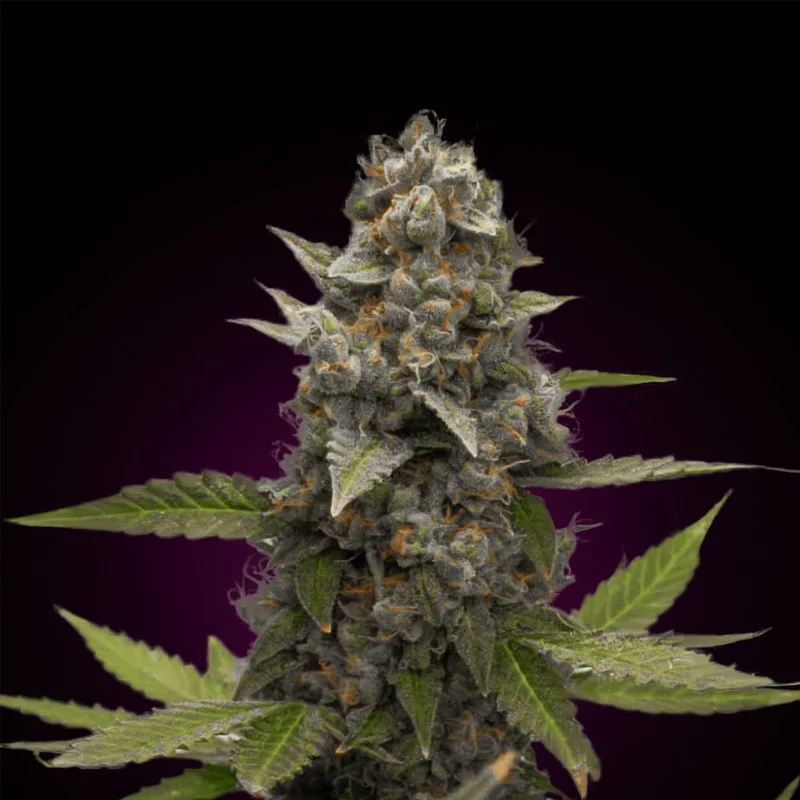 Jack Herer van Seeds Mafia