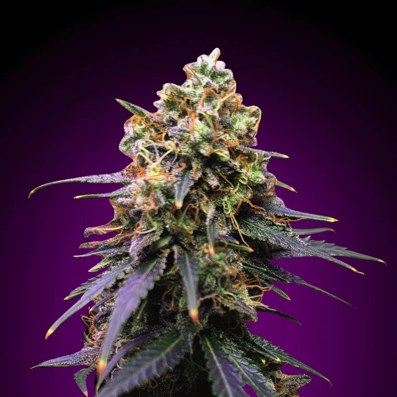 Amnesia Turbo van Seeds Mafia