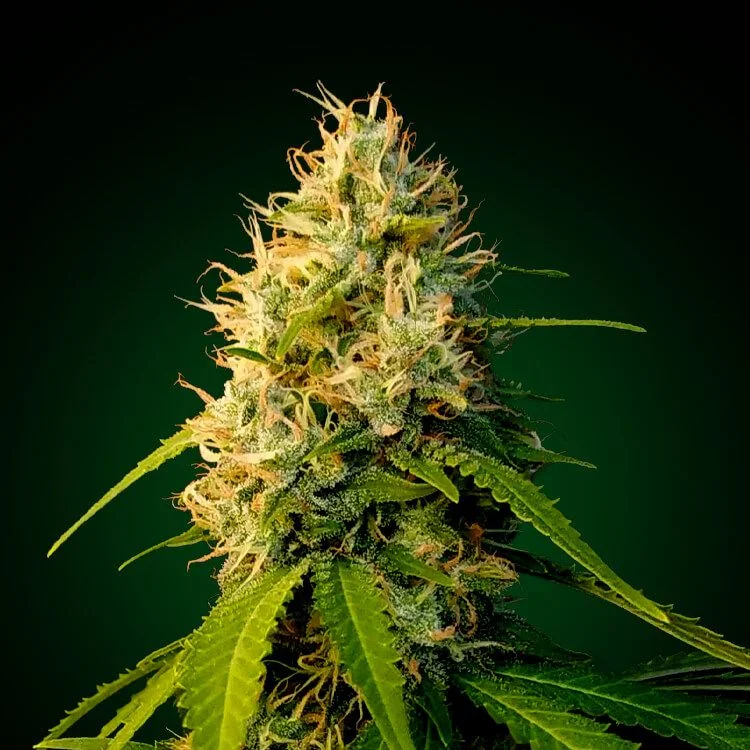 Zkittelz van Seeds Mafia