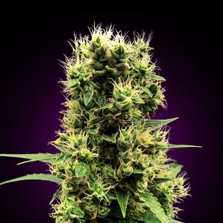 White Widow van Seeds Mafia