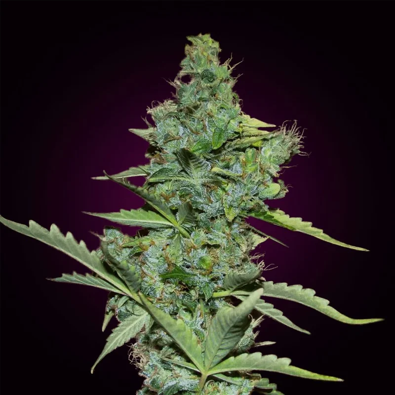 Original Skunk van Seeds Mafia