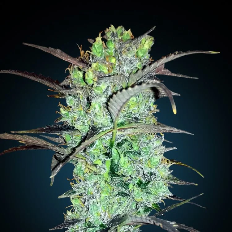 LSD van Seeds Mafia