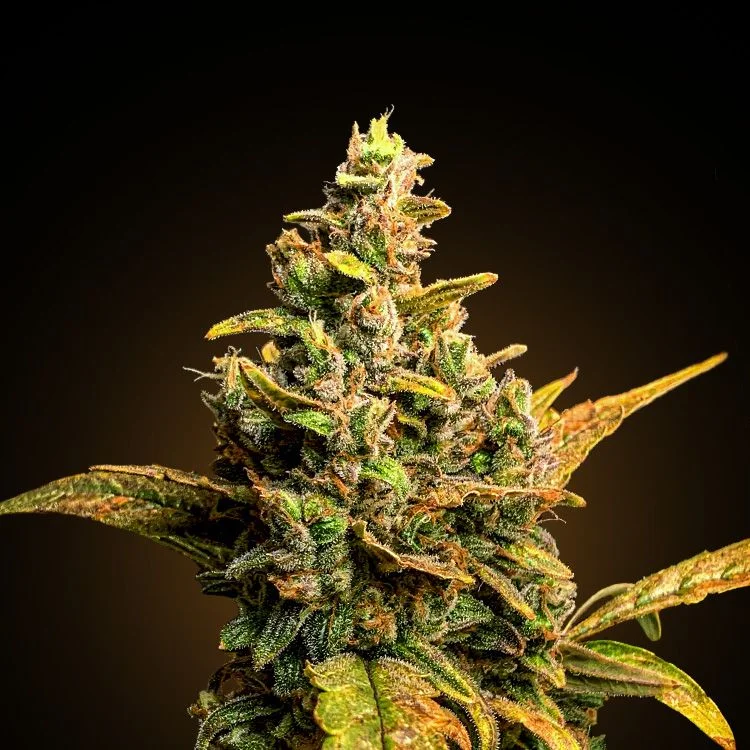 Bubble Gum van Seeds Mafia