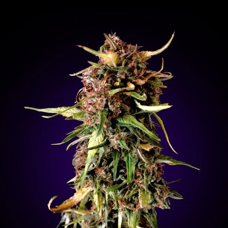 New Haze van Seeds Mafia