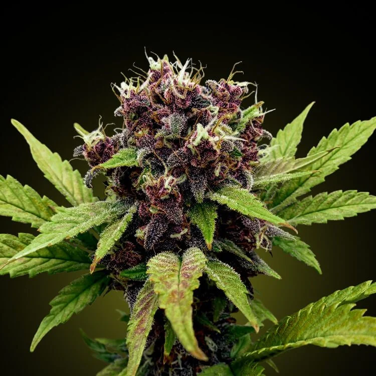 Bloody Beast van Seeds Mafia