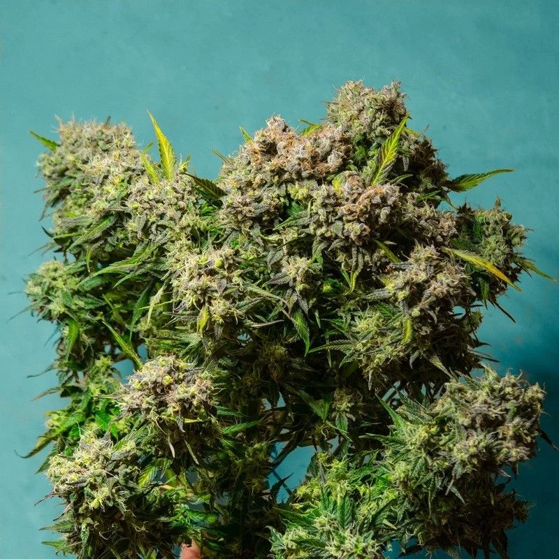 Freshberry van Seeds Mafia