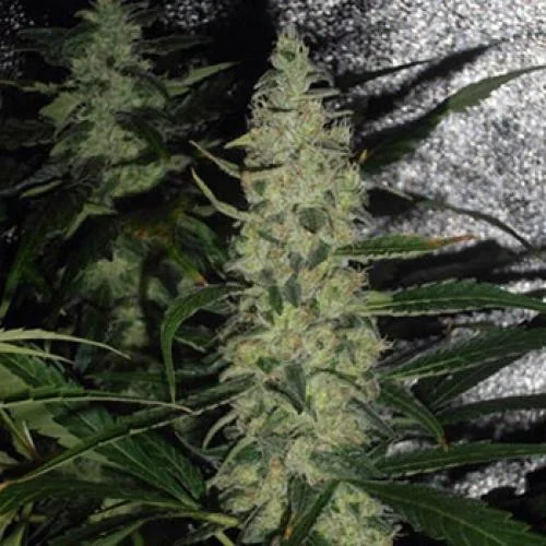 Skunk van Seeds Mafia