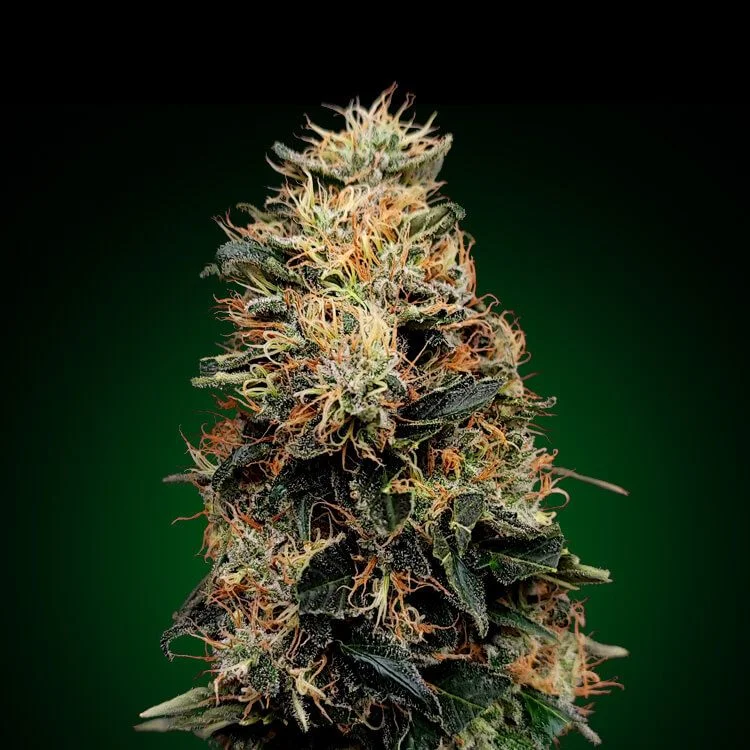 White Widow van Seeds Mafia