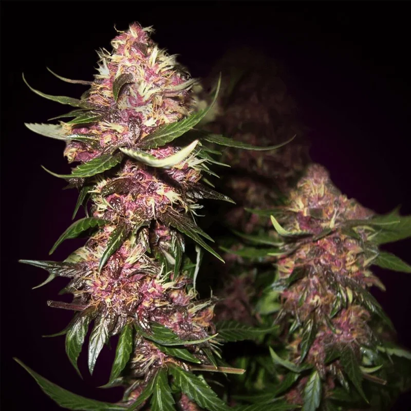 Black Cookies van Seeds Mafia