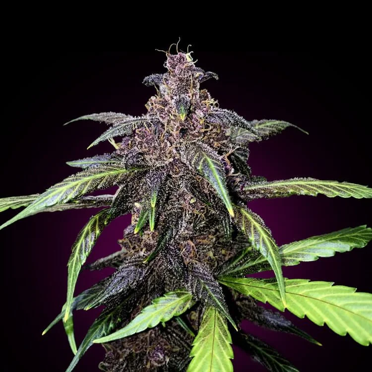 Purple Kush van Seeds Mafia
