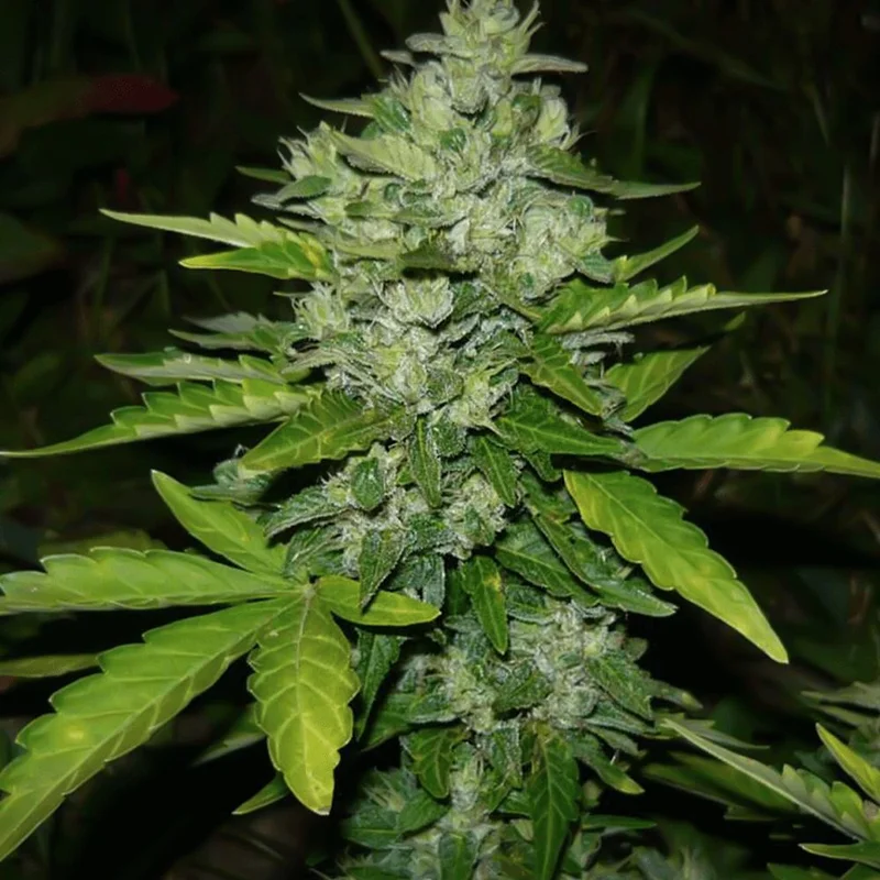 Northern Light van Seeds Mafia