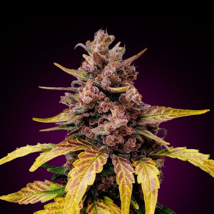 LSD van Seeds Mafia