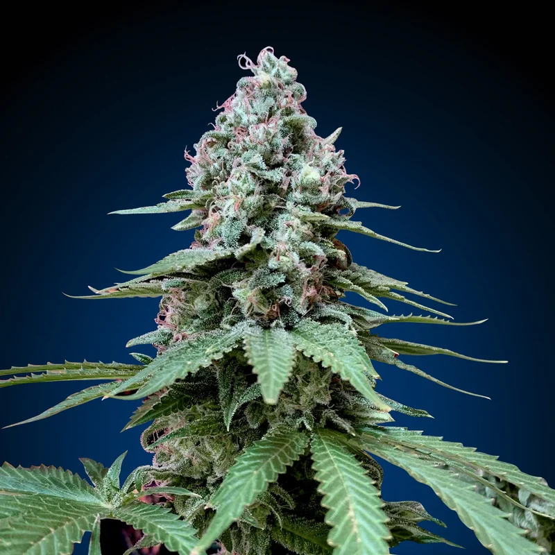 Creamy Beast Turbo van Seeds Mafia