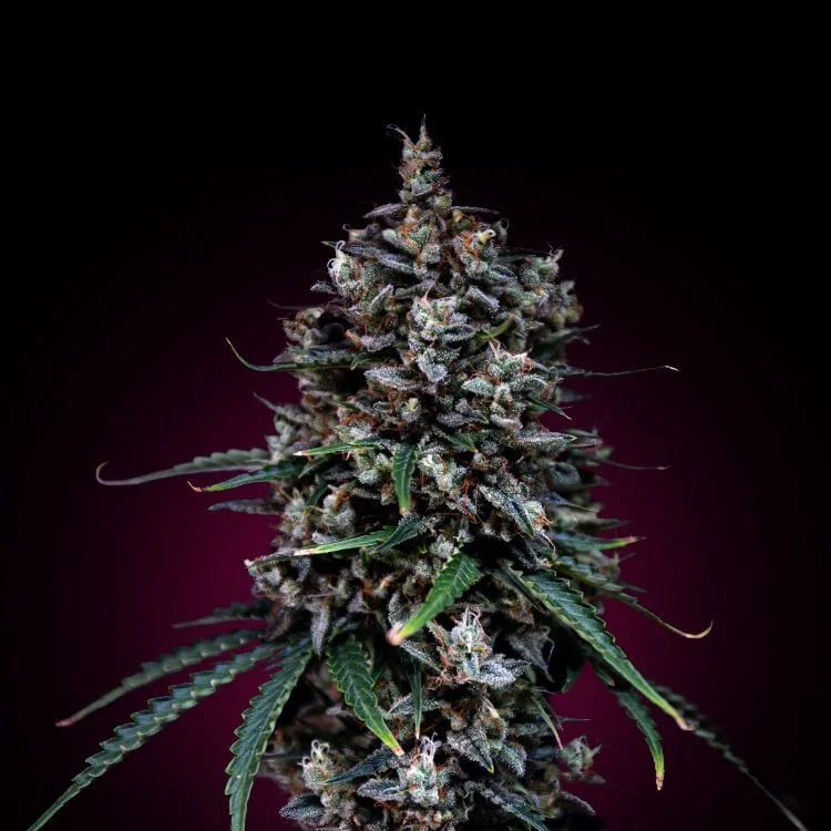 Moby Dick van Seeds Mafia