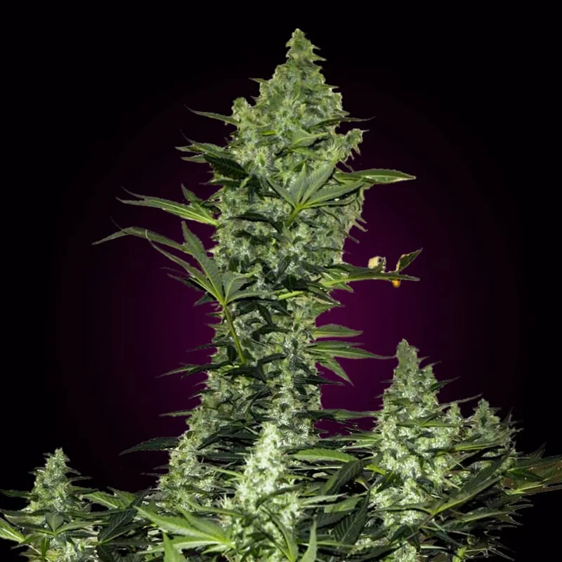 Big Bud van Seeds Mafia