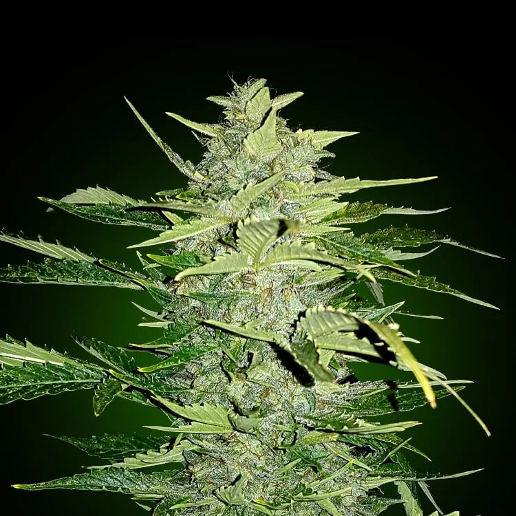 Og Kush van Seeds Mafia