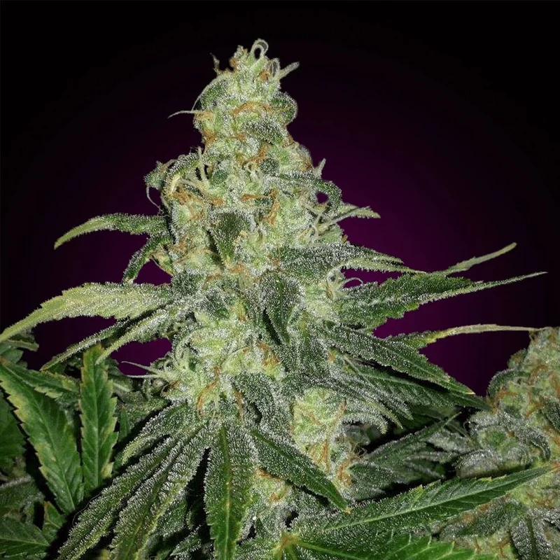 Thompson van Seeds Mafia