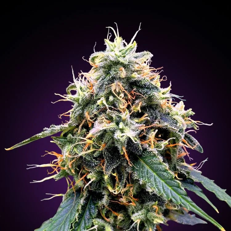 New Haze van Seeds Mafia