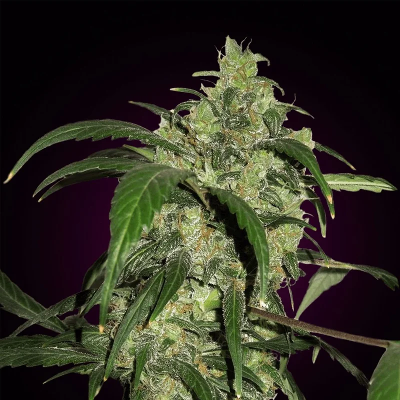 AK 47 van Seeds Mafia