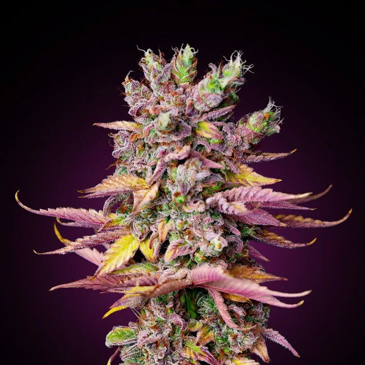 Big Cheese van Seeds Mafia