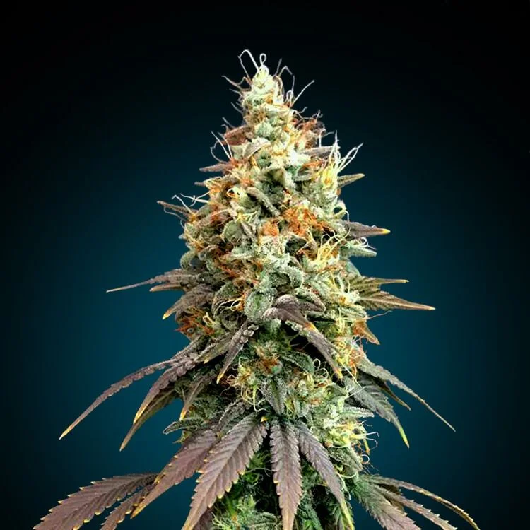 Blue Dream van Seeds Mafia