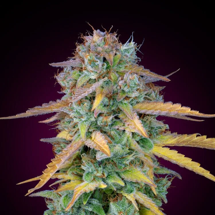 Lemon Skunk van Seeds Mafia