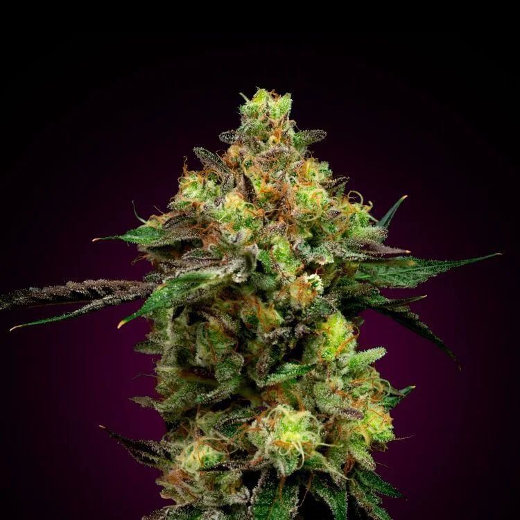 Blueberry van Seeds Mafia