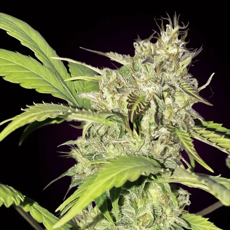 Ak 47 van Seeds Mafia