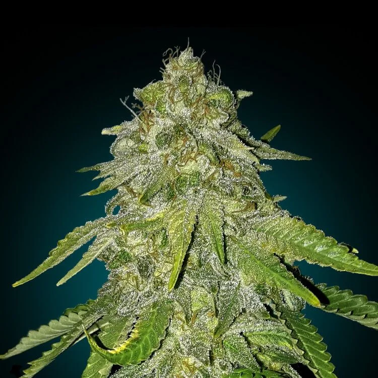 Moby Dick van Seeds Mafia