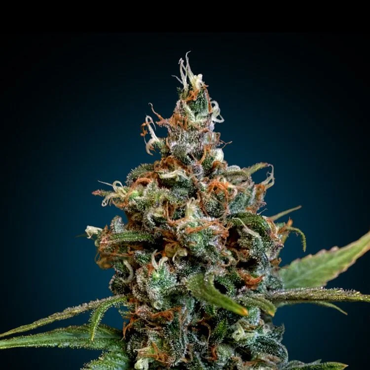 Sour Diesel van Seeds Mafia