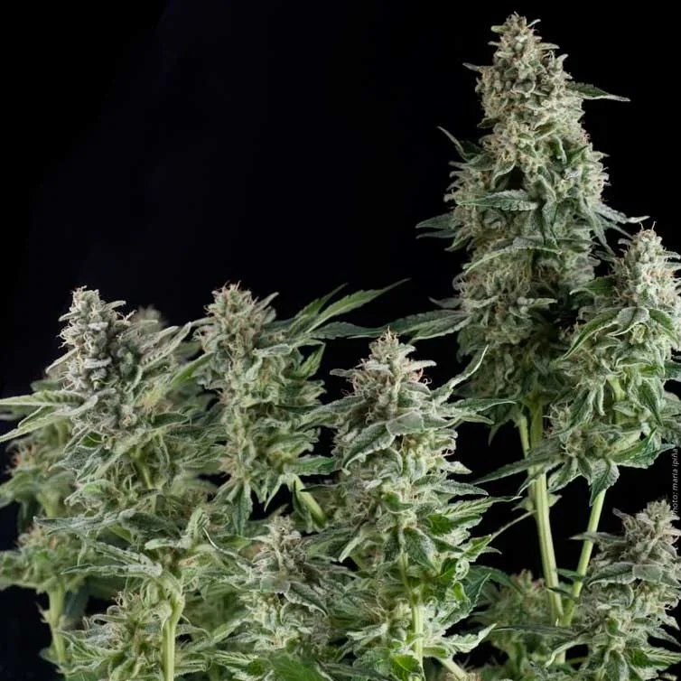 Big Gun van Seeds Mafia