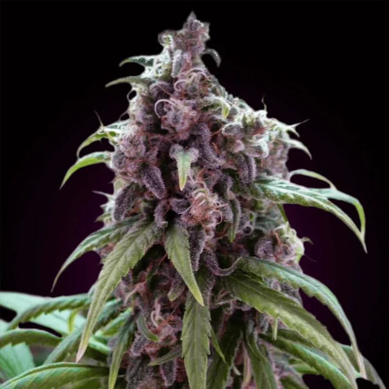 Blueberry van Seeds Mafia