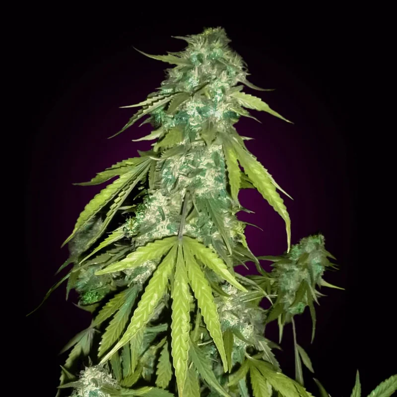Chronic van Seeds Mafia