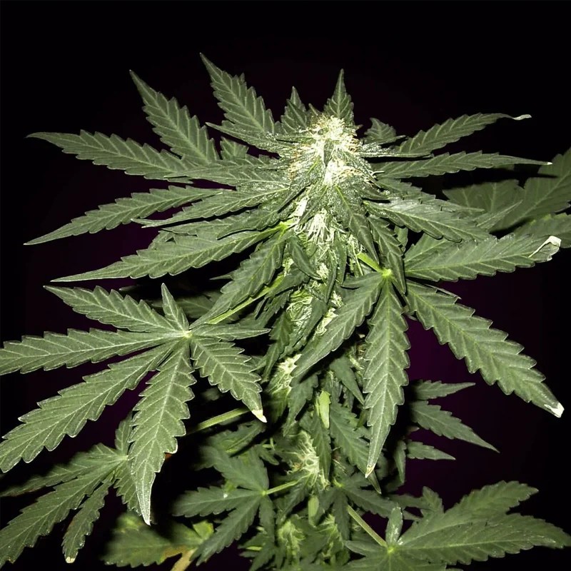 Sour Diesel van Seeds Mafia